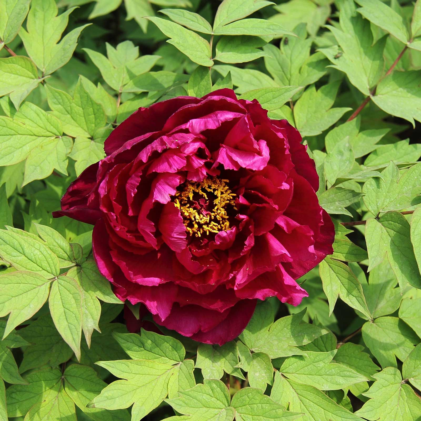 Magenta fragrant champion guan qun fang tree peony flower surrounded by green leaves