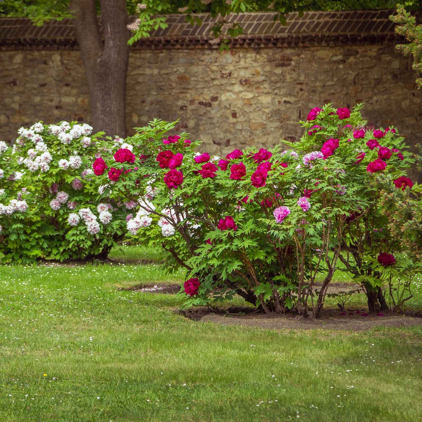 Bushes with pink and white fragrant champion guan qun fang tree peony flowers in a garden setting with a stone wall in the background.