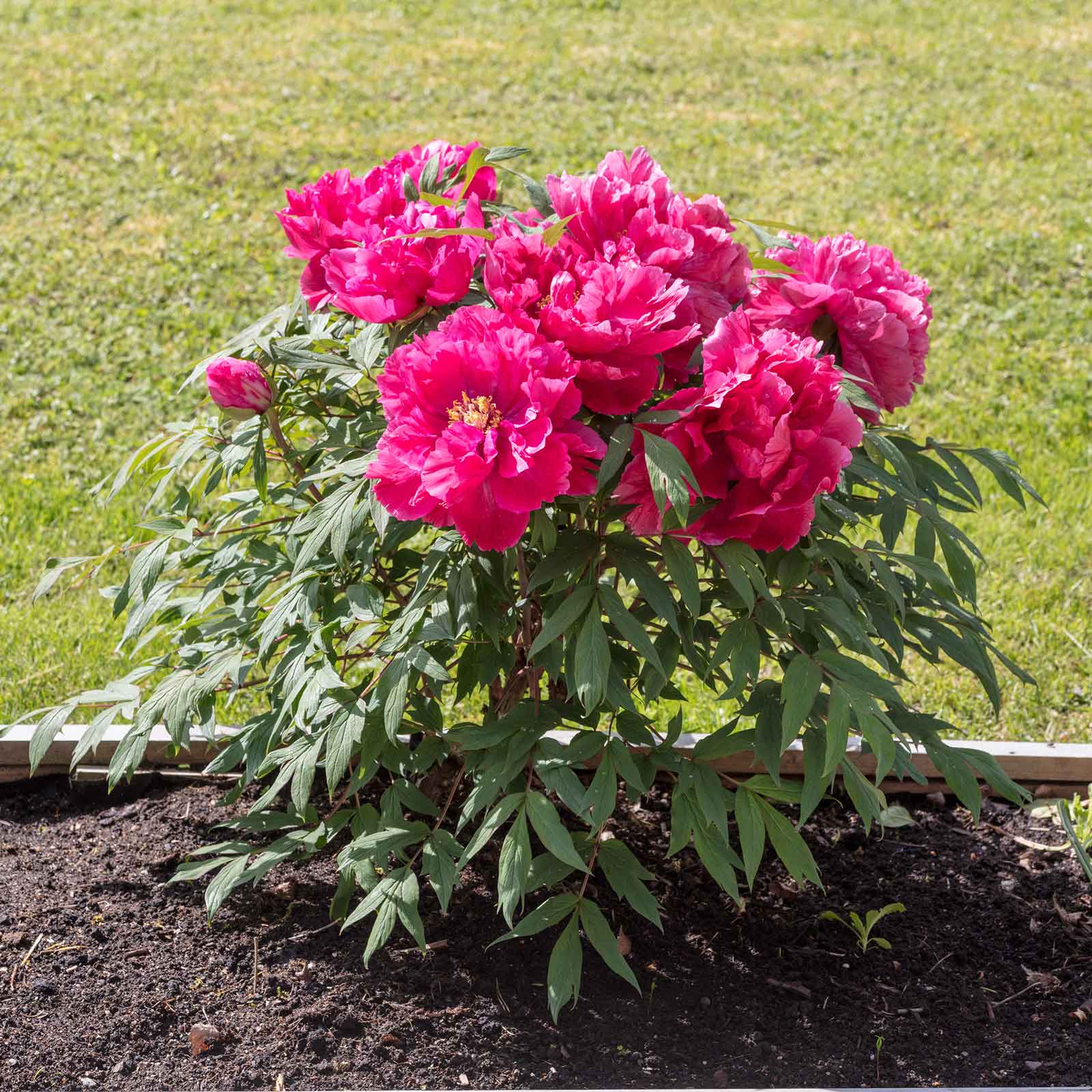 Pink king of flower hua wang tree peony with green leaves on a grassy background