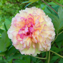 Close-up of a pink and yellow kinkaku jin ge tree peony flower with green leaves in the background