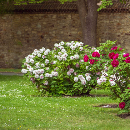 Pink waterlily rou fu rong tree peony flowers with green leaves in a garden setting