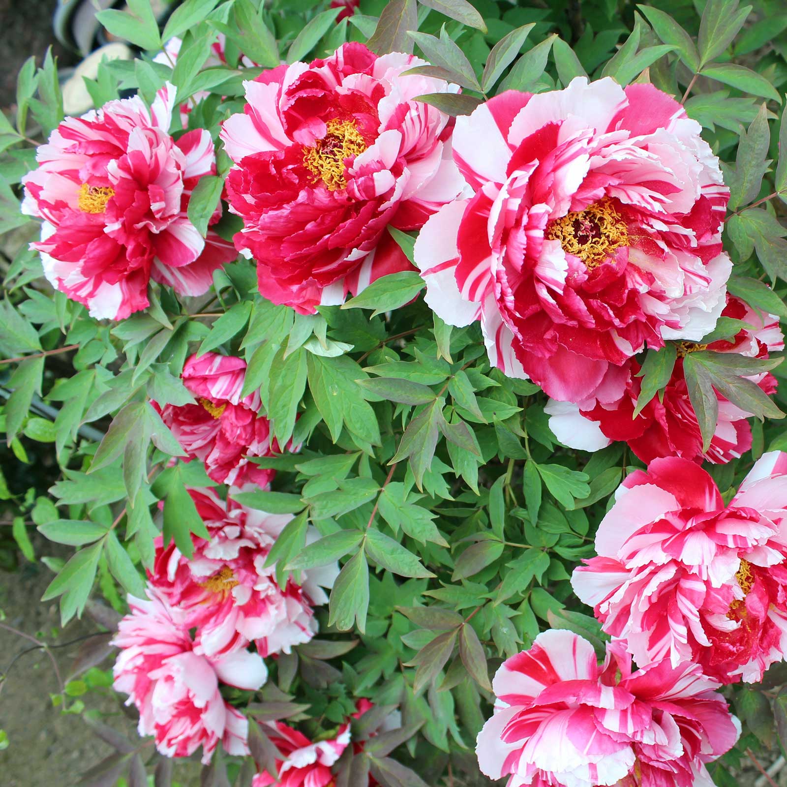 Pink and white shima nishiki dao jin tree peony flower with green leaves in the background