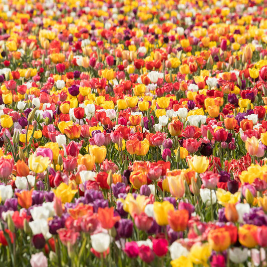 Long Lasting Mix tulip in vibrant red with orange hints on a green background