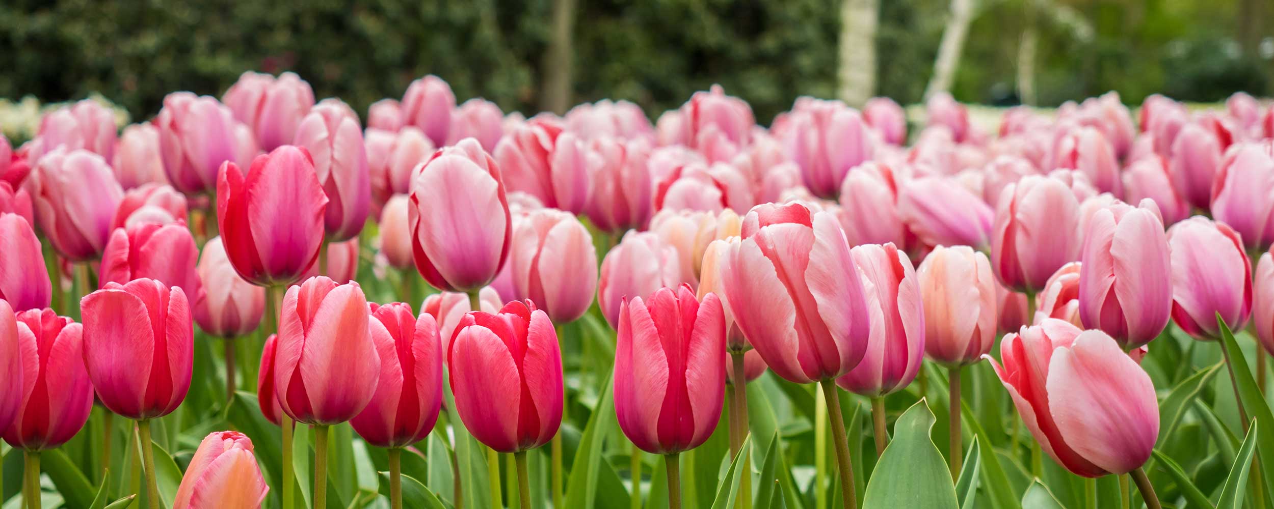A dense field of blooming tulips in shades of pink, red, and white with green stems and leaves, set against a soft blurred background of trees.