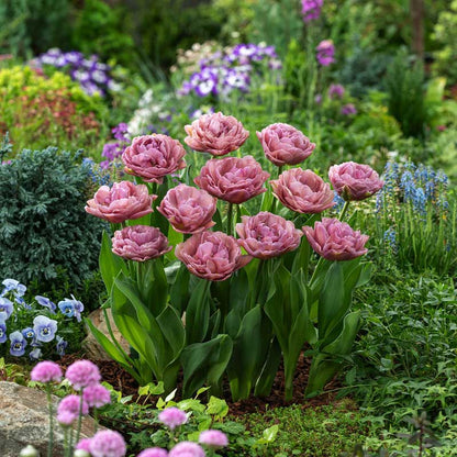 Group of pink beachberry tulips in a garden setting with greenery and other flowers. | copyright: Floramedia UK Ltd