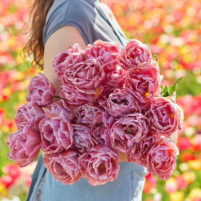 Tulip Bundle - Sunset Glow