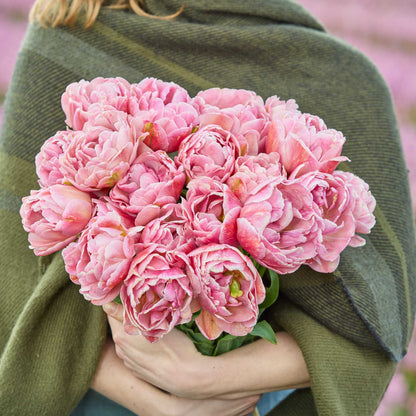 Tulip Bundle - Berry Blush