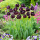 Tulip Bulbs - Black Hero
