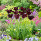 Black Parrot tulip in deep dark purple in full bloom on a blurred background | copyright: Floramedia UK Ltd
