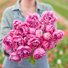 Blue Diamond tulip in deep pink and purple tones on a neutral background