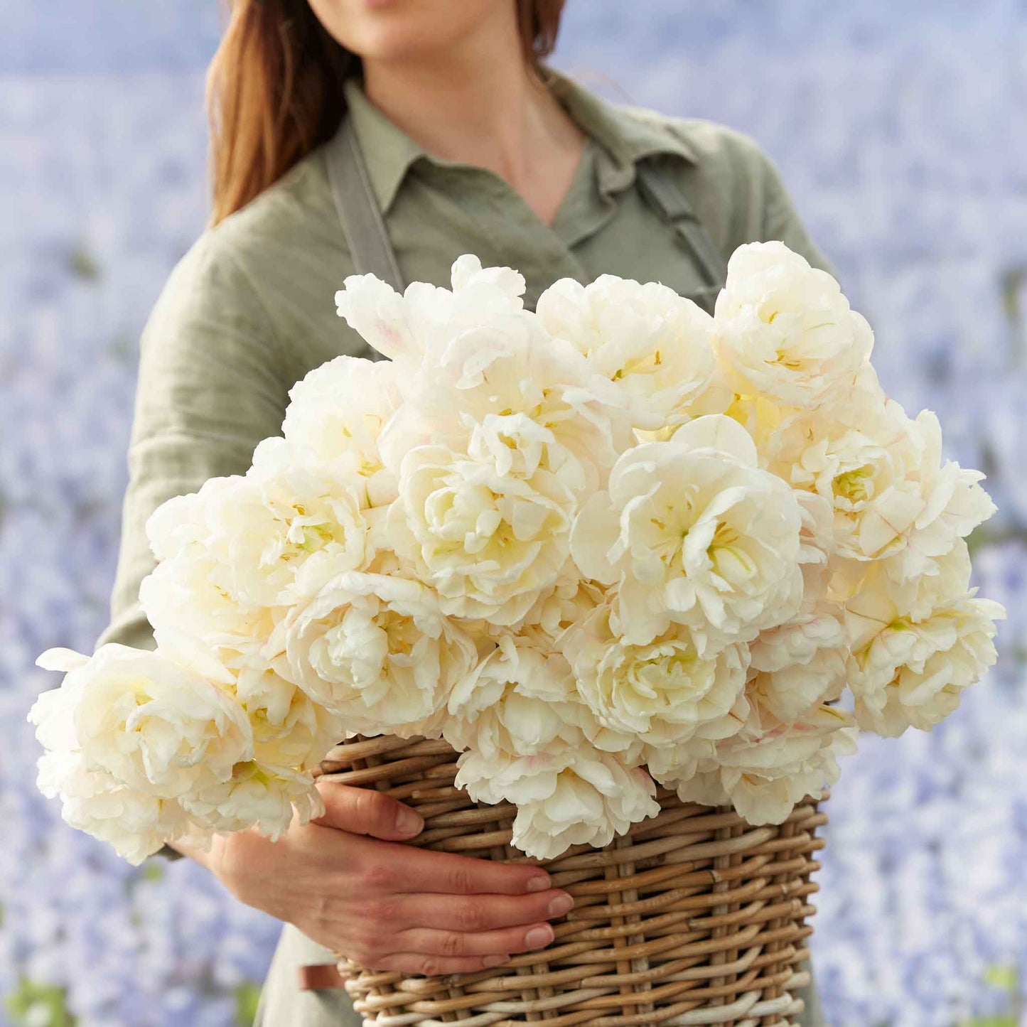 Diamond Sugar tulip in pink with white edges on a blurred background