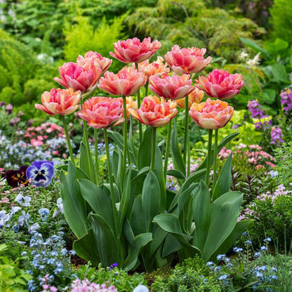 Group of pink and orange double blizz tulips in a garden setting with other flowers. | copyright: Floramedia UK Ltd