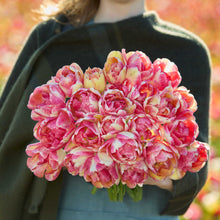 Person holding a bouquet of pink and yellow double blizz tulip flowers against a blurred natural background