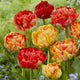 Tulip Bulbs - Double Gudoshnik