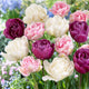 Tulip Bulbs - Double Pink Mix