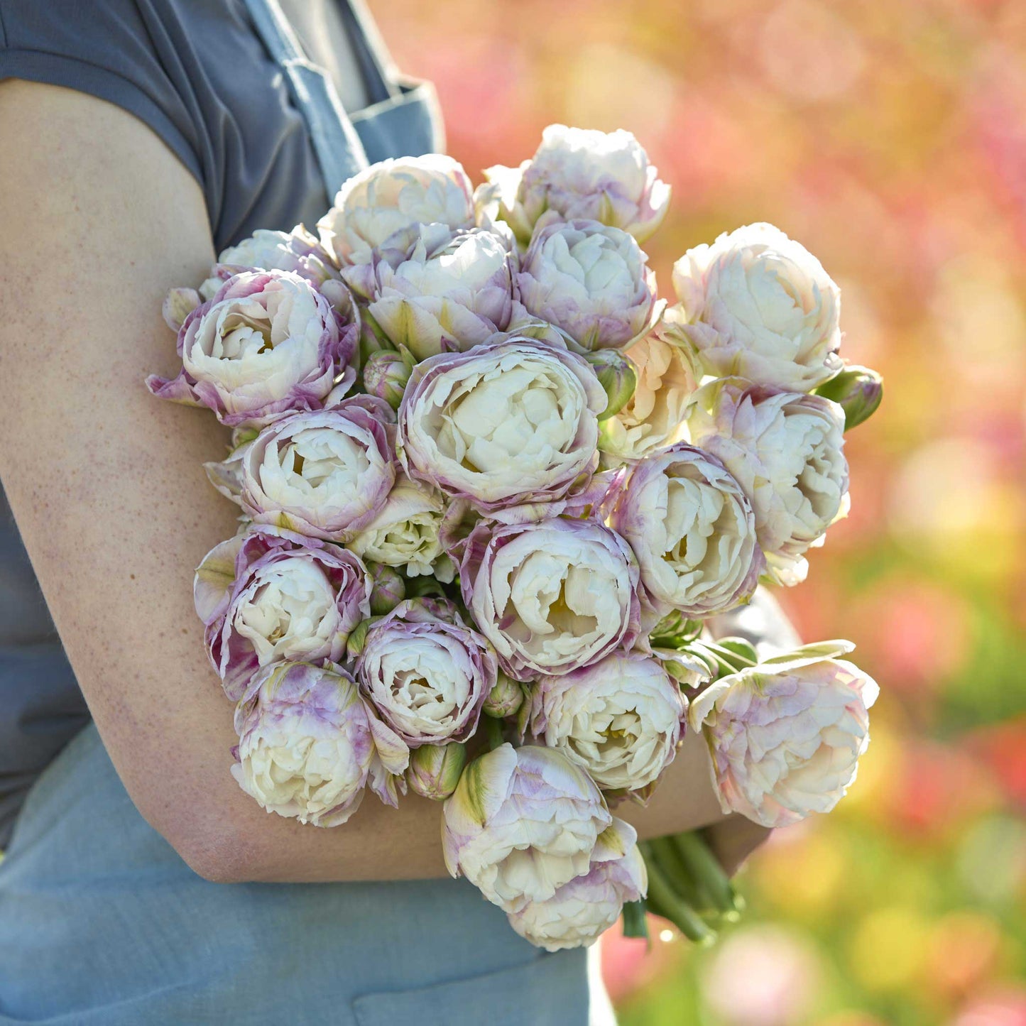 Bouquet of white and purple double surprise tulips held by a person with a blurred natural background