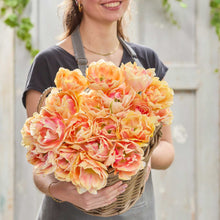 Person holding a basket of peach-colored foxy foxtrot tulips against a neutral background