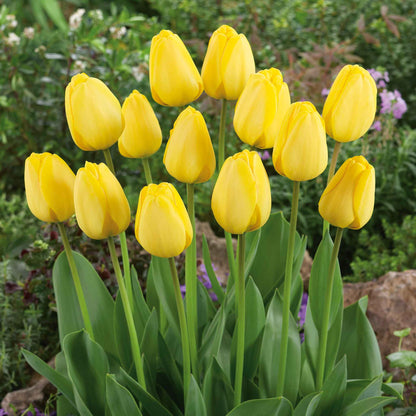 Golden Parade tulip in bright yellow with soft green leaves in the background