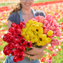 Person holding a bouquet of yellow golden parade tulip flowers surrounded by pink and red tulips