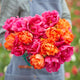 Tulip Bulbs - Hawaiian Sunset Mix
