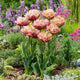 Tulip Bulbs - La Belle Epoque