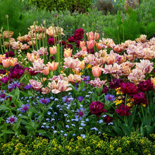 La Belle Epoque Mystery Mix tulip in red-orange surrounded by soft green foliage