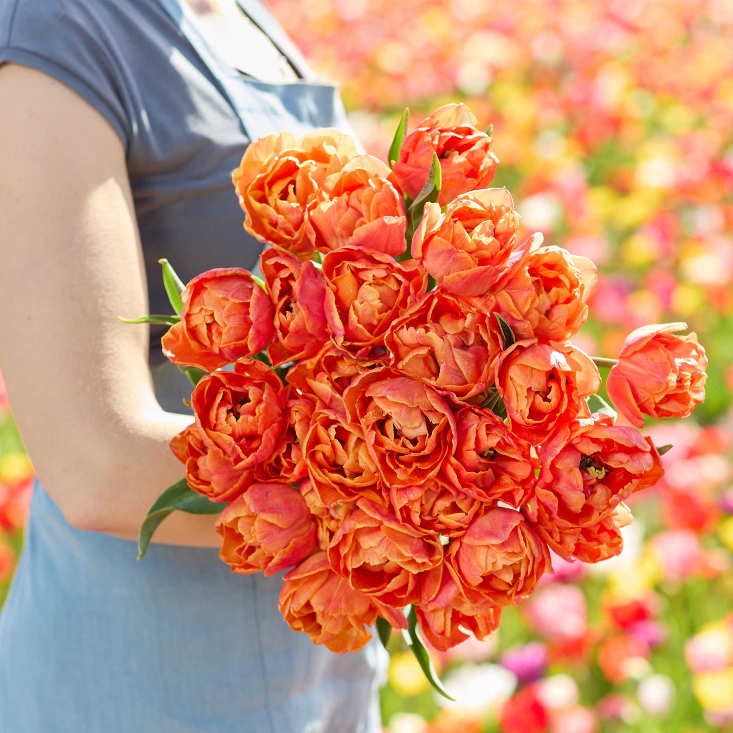Person holding a bouquet of orange lorenzo tulips with a blurred floral background