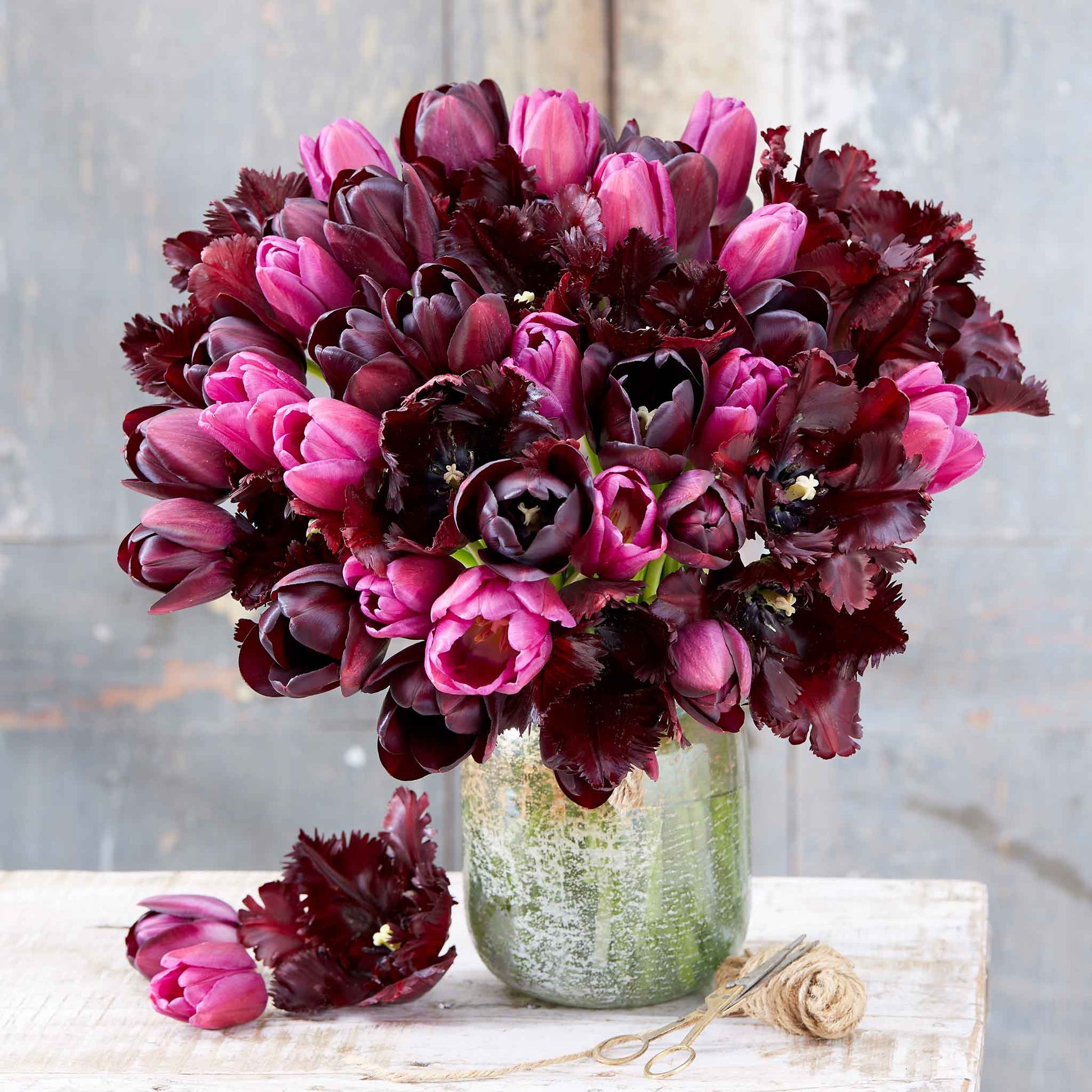 Merlot Melody Mix tulips in deep red and white on a soft blurred background