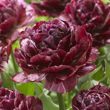 Close-up of deep purple nachtwatch tulips with green stems and leaves.