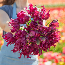 Bouquet of purple negrita parrot tulips held by a person in a blurred floral field