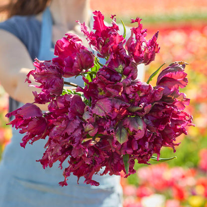 Bouquet of purple negrita parrot tulips held by a person in a blurred floral field