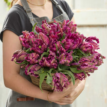 Person holding a basket of purple negrita parrot tulips against a neutral background