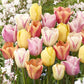 Pastel Mix tulips in pink, purple and yellow blooming in a sunny garden