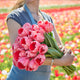 Tulip Bulbs - Pink Impression