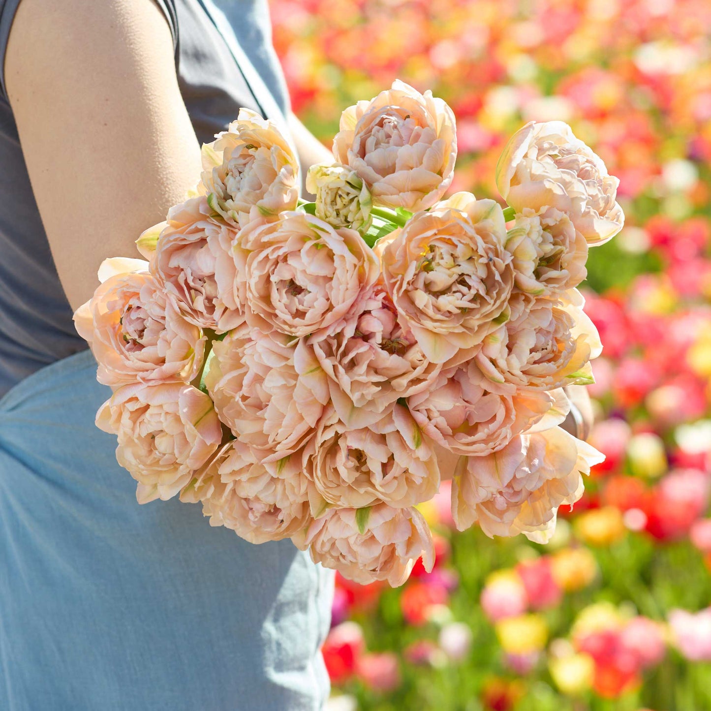Tulip Bulbs - Pink Mist