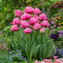 Group of pink strawberry cream tulips in a garden setting with various other flowers. | copyright: Floramedia UK Ltd