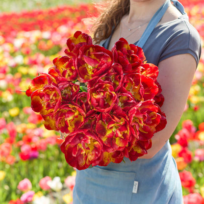 Person holding a bouquet of red and yellow tropical sensation tulips with a tulip field in the background