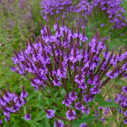 Blue vervain verbena flowers with green leaves in a garden setting.