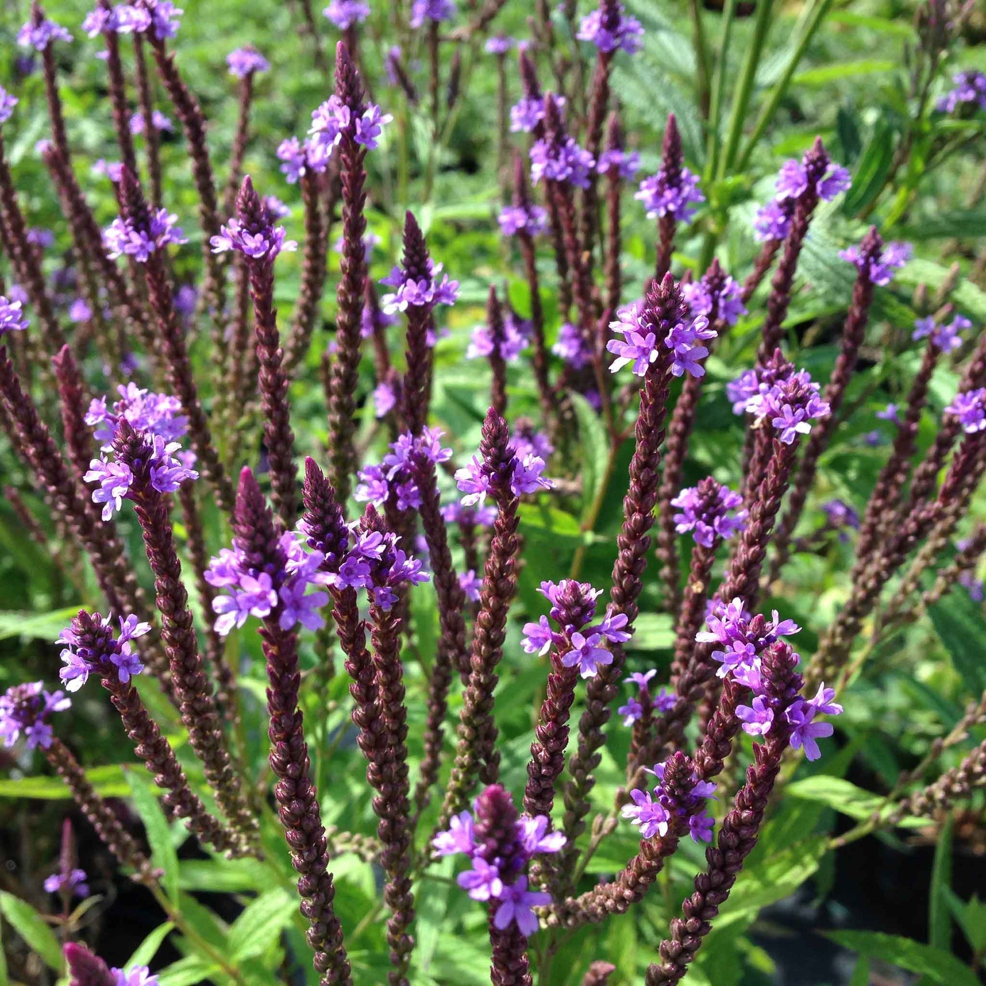Blue vervain verbena flowers with dark reddish-brown spikes and green leaves in a garden setting.