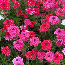 Close-up of pink and red verbena sweetheart kisses flowers with green leaves