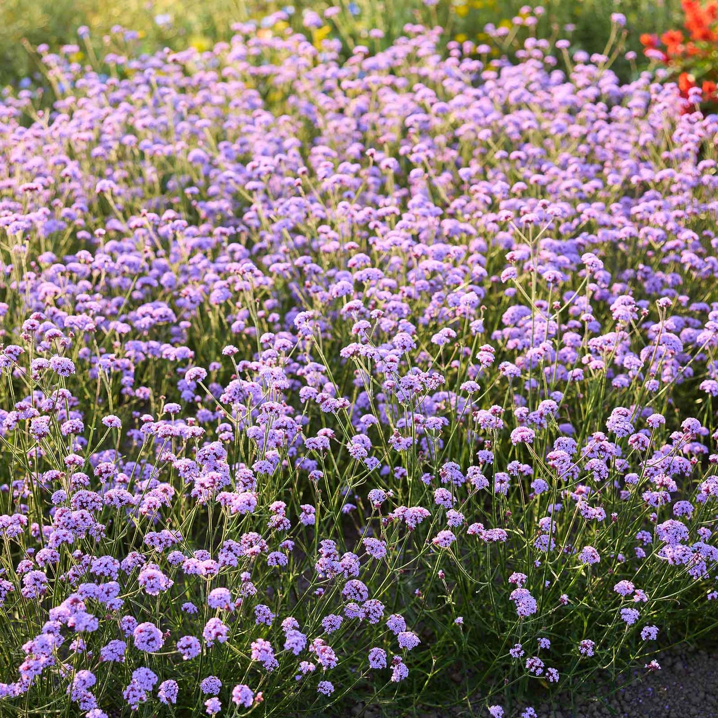 A field of purple verbena vanity with a few red flowers in the background.