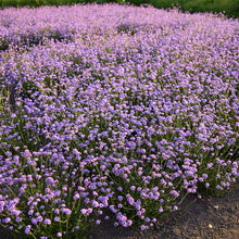A field of purple verbena vanity.