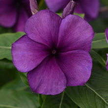 Close-up of a purple vinca tattoo blueberry flower with green leaves in the background