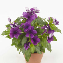 Potted plant with purple vinca tattoo blueberry flowers and green leaves on a white background