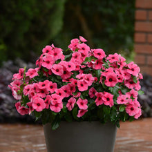 Potted vinca tattoo raspberry plant with pink flowers in front of a brick wall