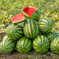 A ripe, Klondike Blue Ribbon Striped striped watermelon with a vibrant red interior, sliced, and on a pile of watermelon.