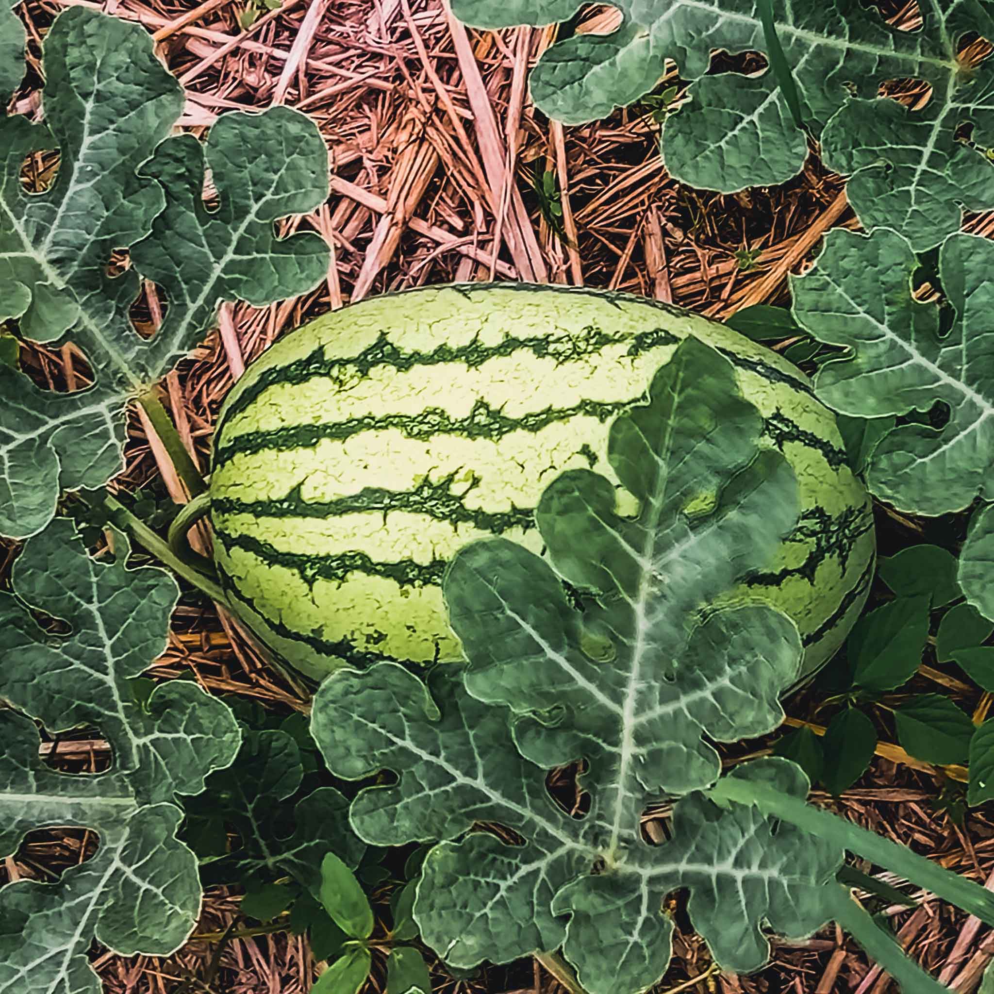 Klondike Blue Ribbon Striped watermelon with green rind and dark stripes on a light background.