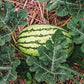 Klondike Blue Ribbon Striped watermelon with green rind and dark stripes on a light background.