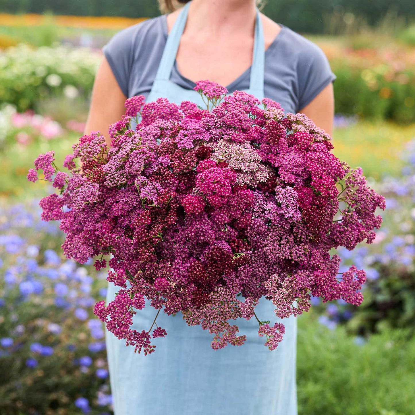 Person holding a large bouquet of purple flowers from the yarrow cherry crush bundle in a garden setting