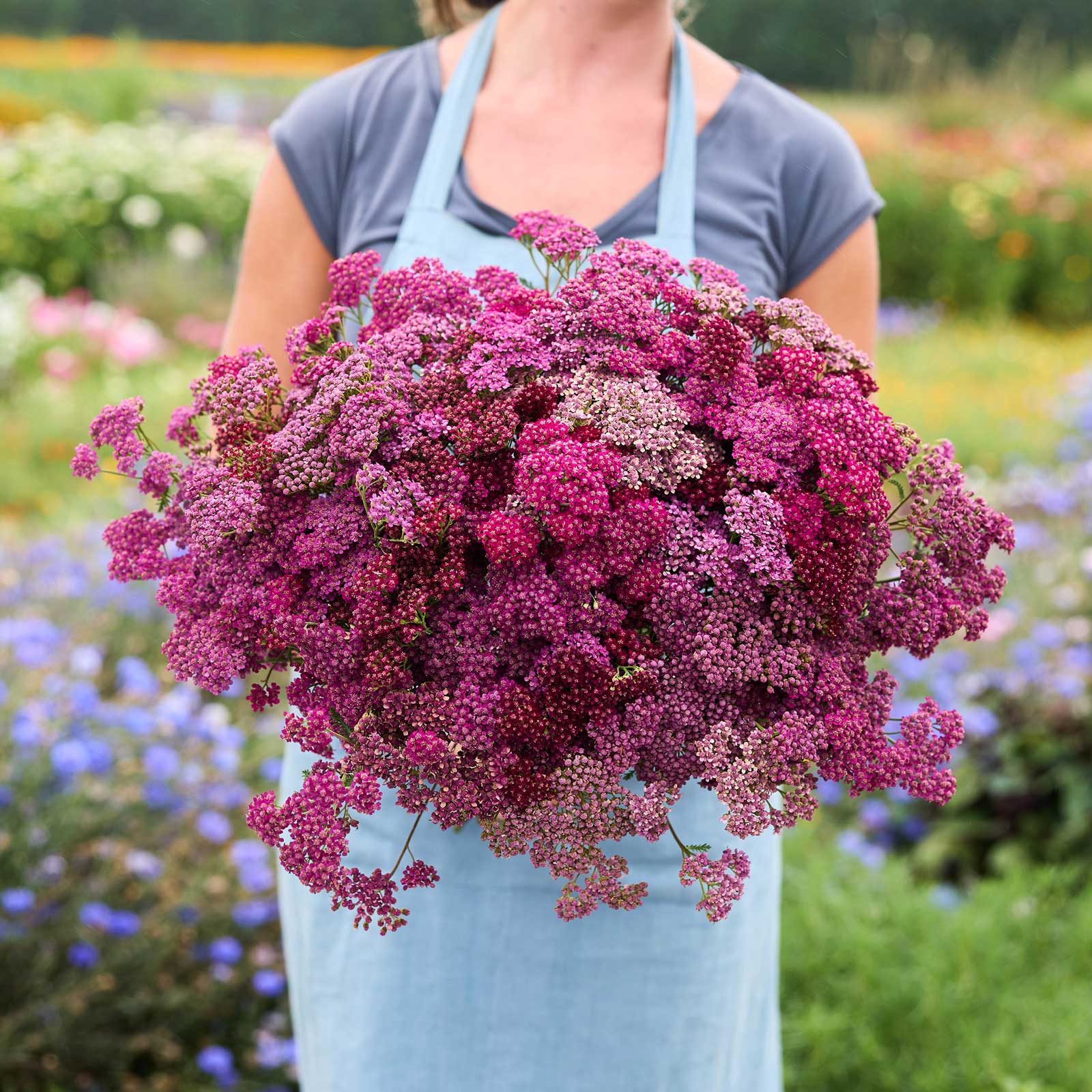 Person holding a large bouquet of purple flowers from the yarrow cherry crush bundle in a garden setting